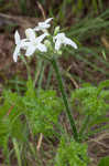 Texas bullnettle